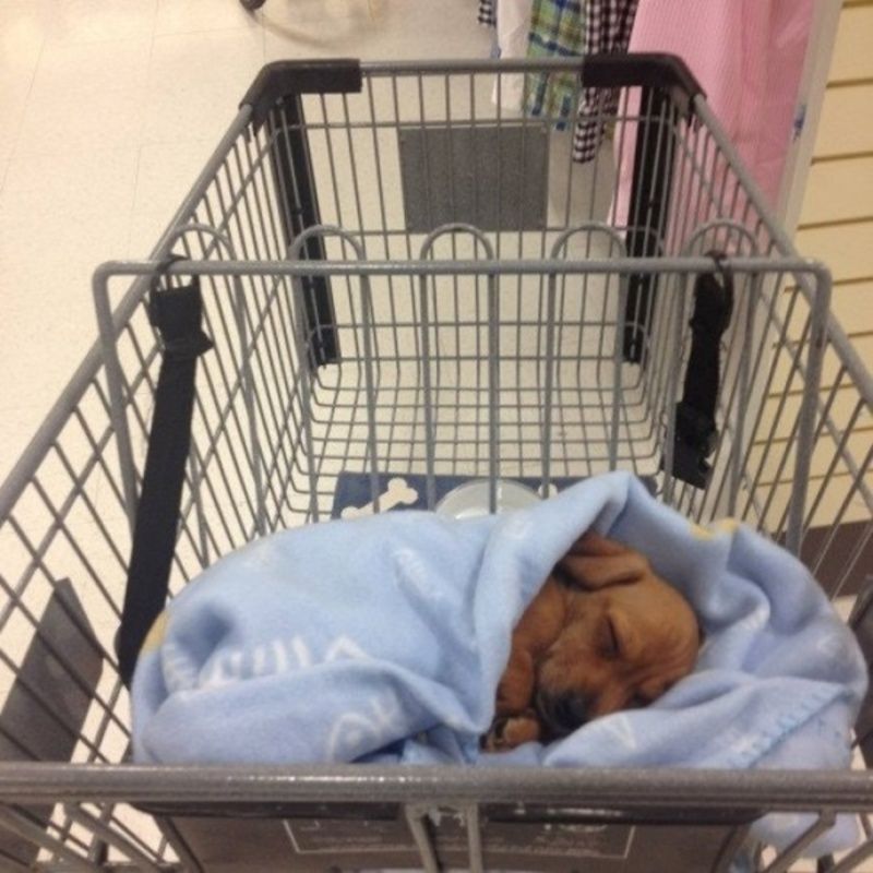 chien-petite-sieste-maman-fait-courses.jpg
