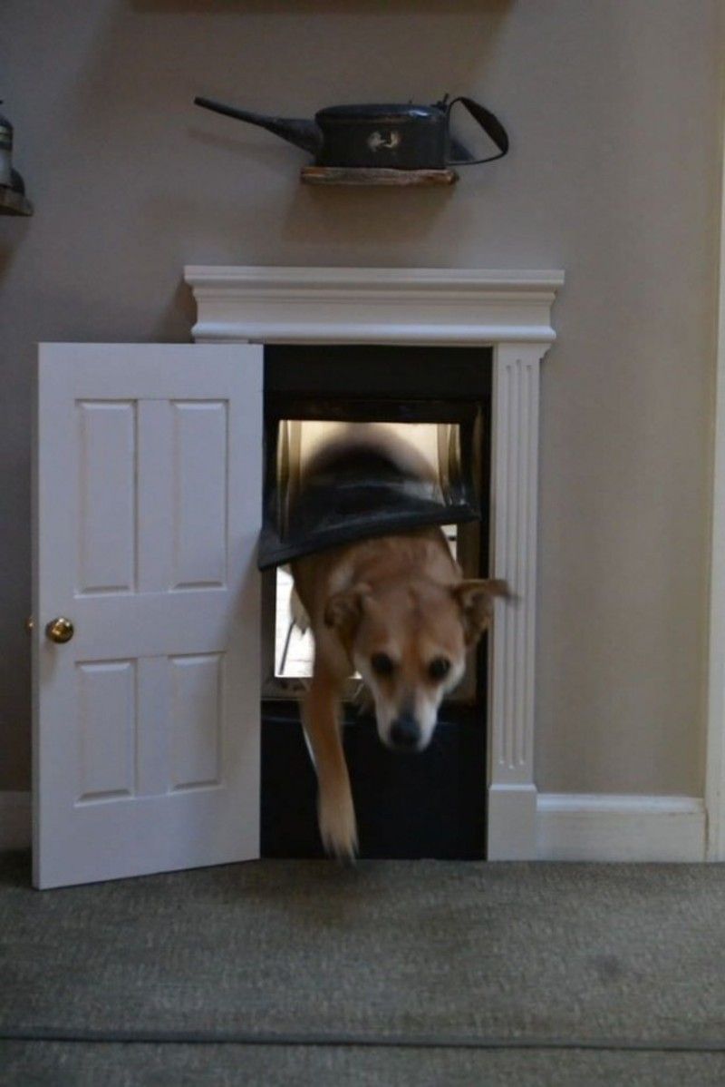 chien-porte.jpg