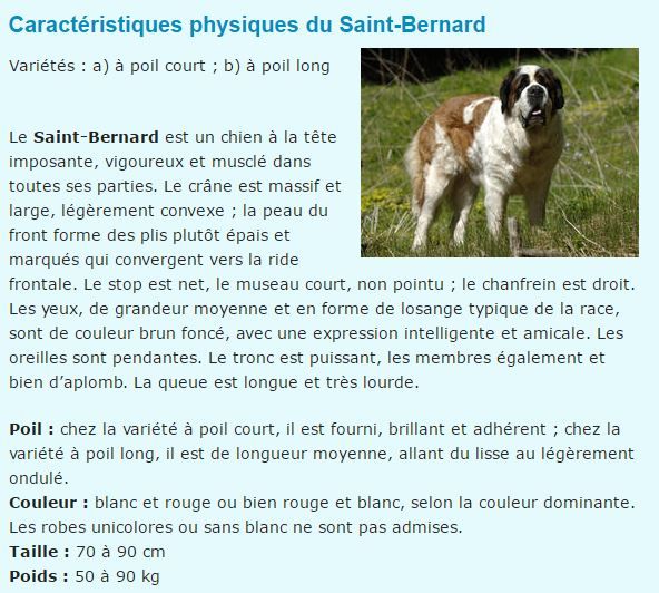 chien-st-bernard-texte1.jpg