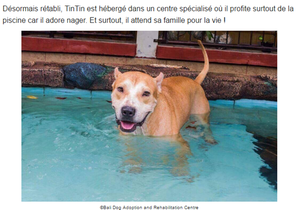 chien-tintin-photo4.png