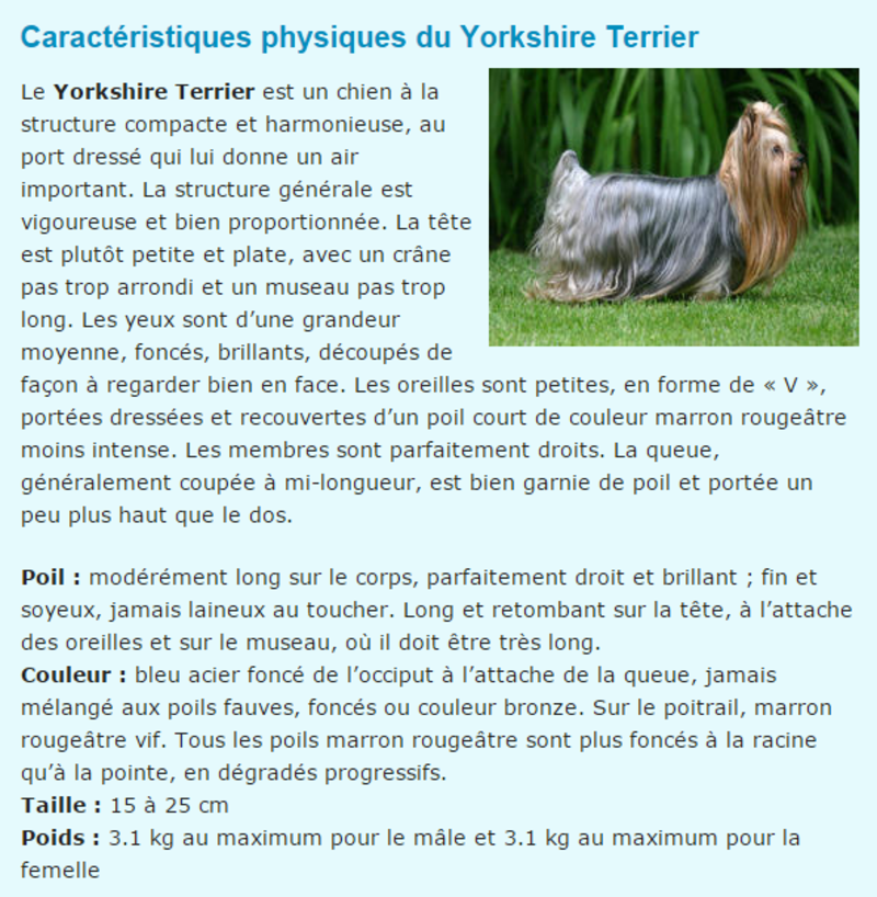 chien-york-phototexte.png