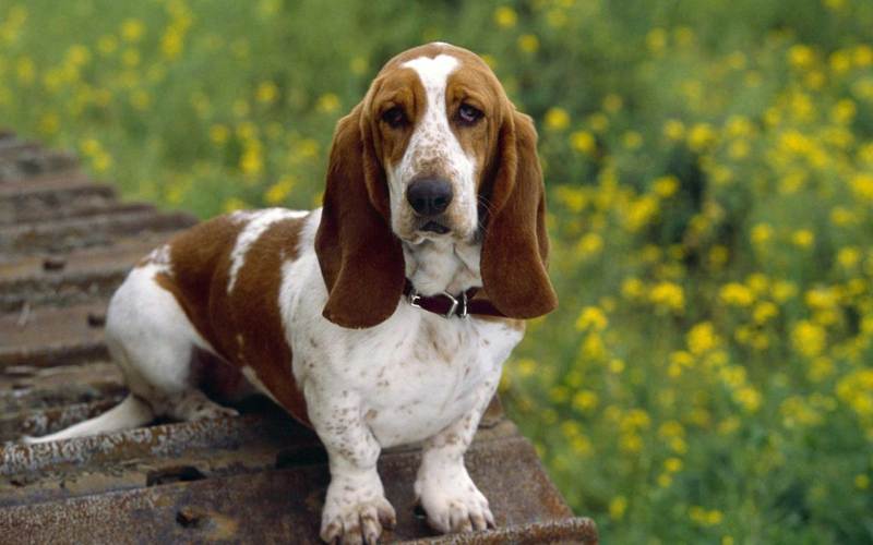 chienbasset.jpg