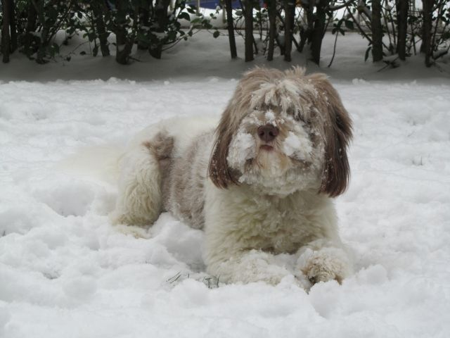 chienbergerpolonaisdeplaine.jpg