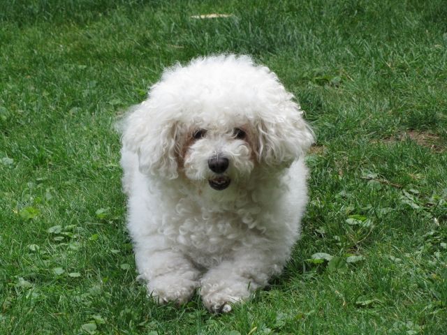 chienbichonfrise.jpg