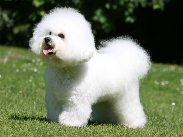 chienbichonfrise_1.jpg