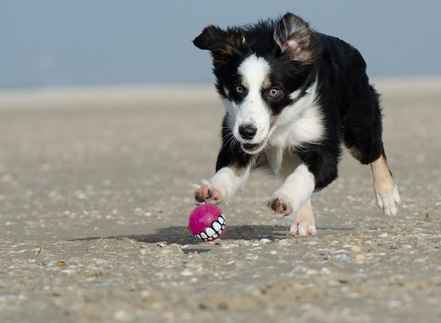 chienbordercollie.jpg