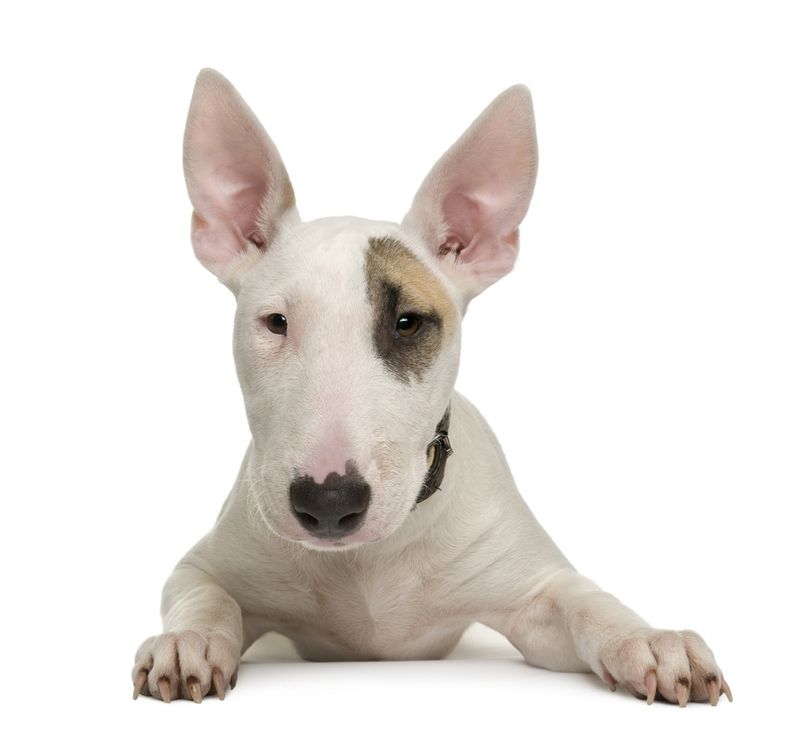 chienbullterrier.jpg