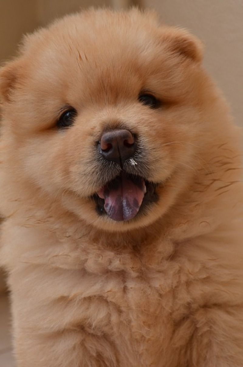 chienchowchow.jpg