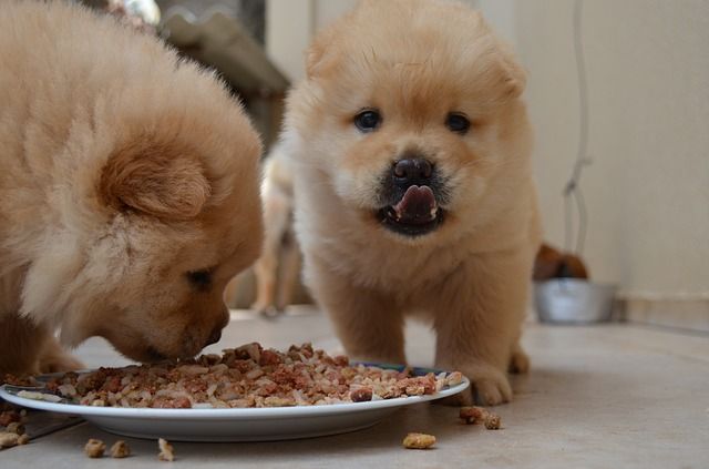 chienchowchow_1.jpg