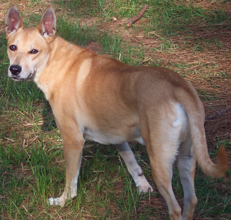 chienleCarolinadog.png