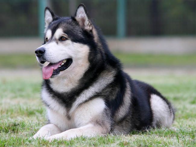 chienmalamute.jpg