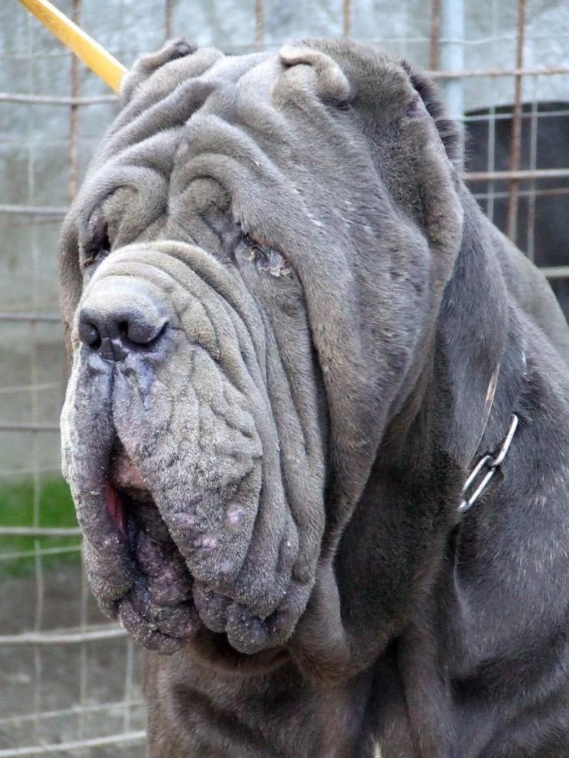 chienmastiff.jpg