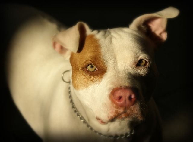 chienpitbull.jpg