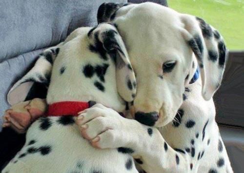 chiens-dalmatiens.jpg