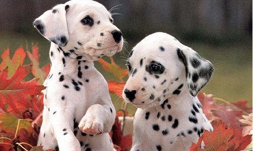 chiens-dalmatiens.png