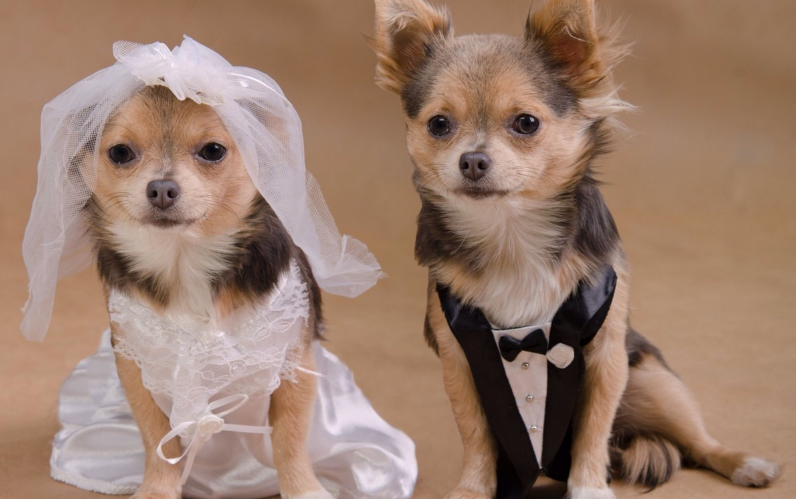 chiens-mariage-nic.png