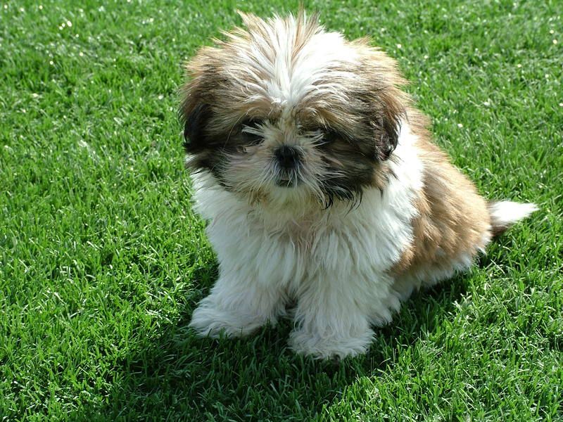 chienshihtzu.jpg