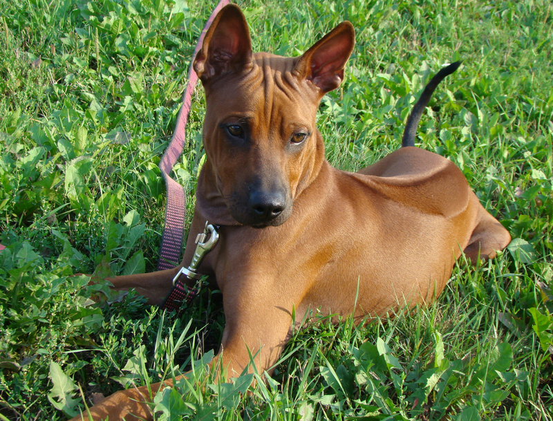 chienthairidgeback.png