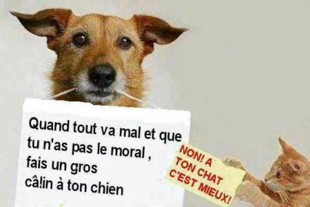 citation-calin-chien-chat.jpg