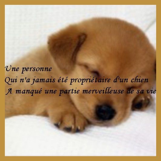 citation-chien1.jpg