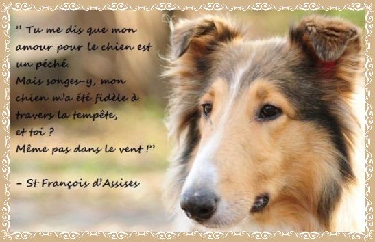 citation-chien1_1.jpg