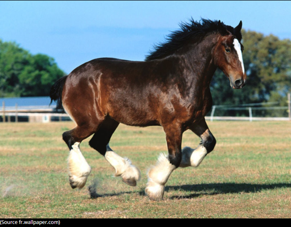 clydesdale-photo1.png