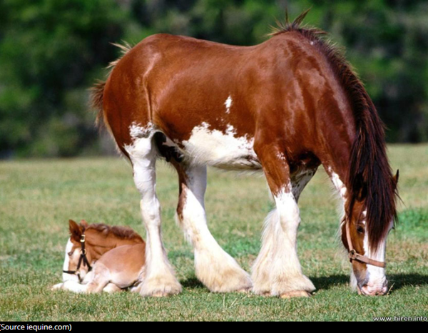 clydesdale-photo2.png