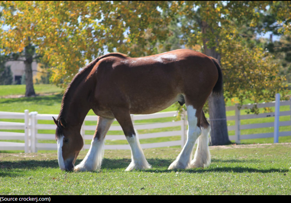 clydesdale-photo3.png