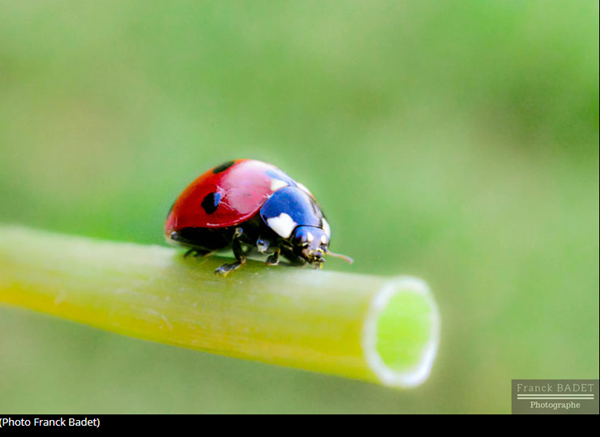 coccinelle-photo1.png