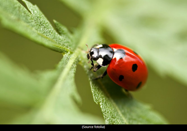 coccinelle-photo2.png