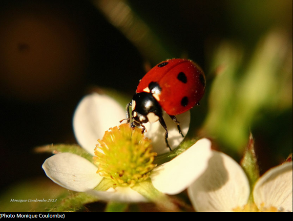 coccinelle-photo3.png