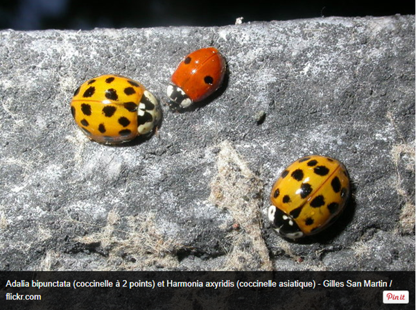 coccinelle10.png