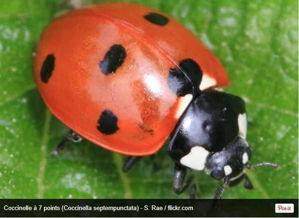 coccinelle2_2.png