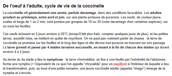 coccinelle7.png