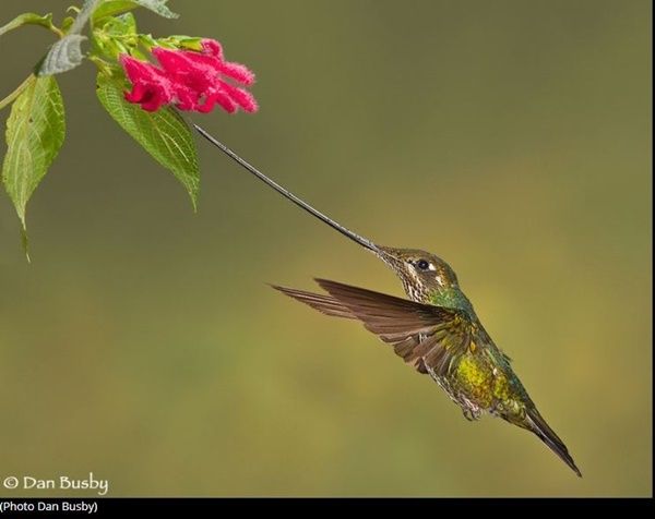 colibri-photo1.jpg