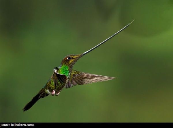 colibri-photo2.jpg