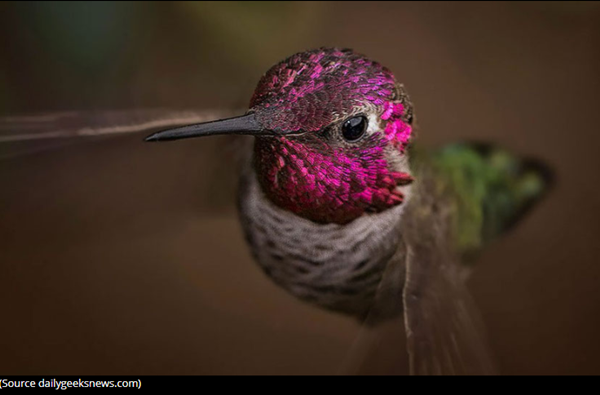 colibri-photo2.png