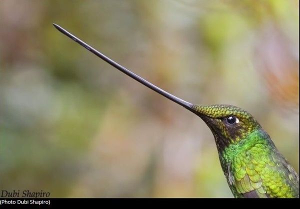 colibri-photo3.jpg