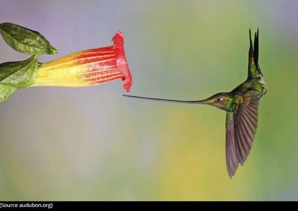 colibri-photo4.jpg
