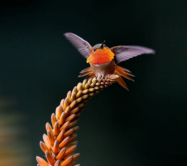 colibri-roux1.png