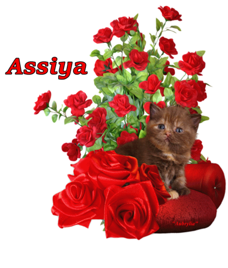 commande-chat-Assiya.png