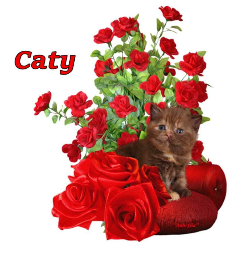 commande-chat-Caty.png