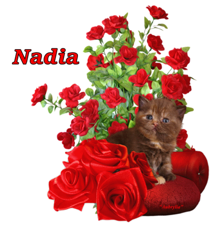 commande-chat-Nadia.png