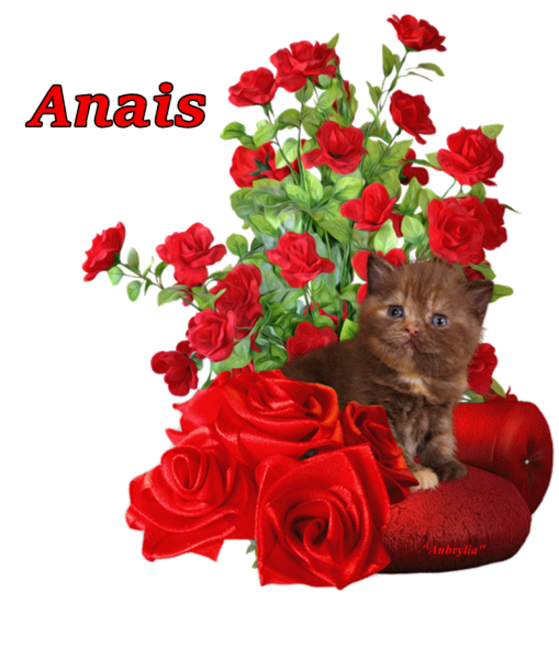 commande-chat-anais.png