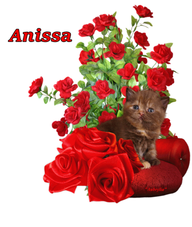 commande-chat-anissa.png