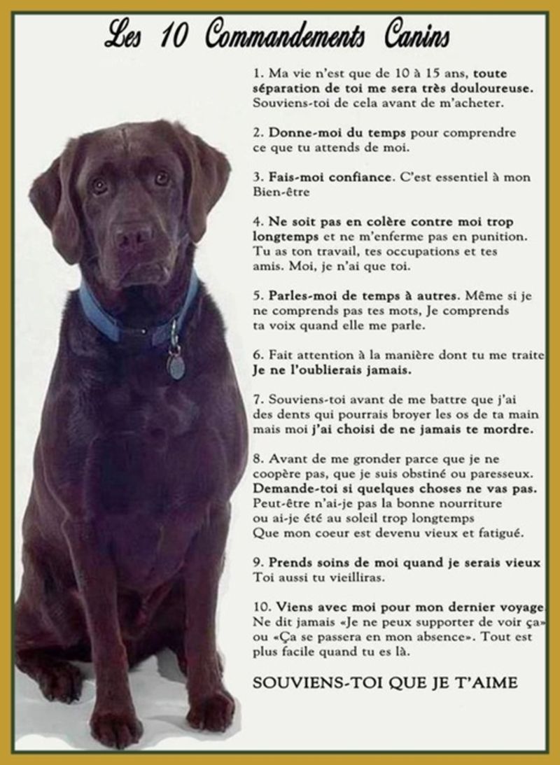 commandements-canins.jpg