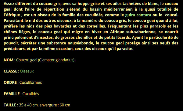 coucou-texte1_1.png