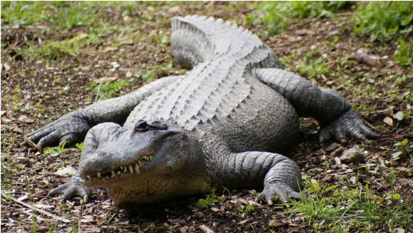 crocodile-photo.png