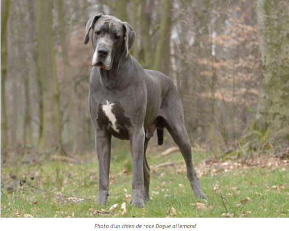 dogue-allemand-photo1.png