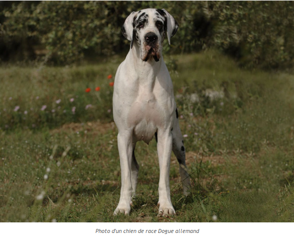 dogue-allemand-photo2.png